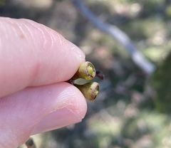 Eucalyptus siderophloia