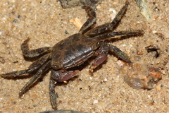 Metopograpsus frontalis