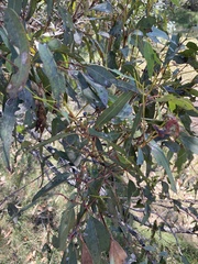 Eucalyptus siderophloia