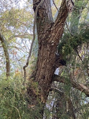 Eucalyptus siderophloia