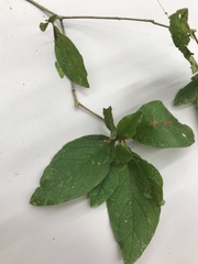 Rhododendron macrosepalum