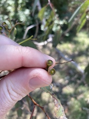 Eucalyptus siderophloia