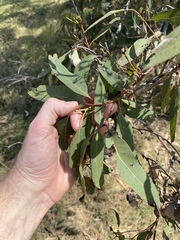 Eucalyptus siderophloia