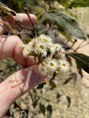 Eucalyptus siderophloia