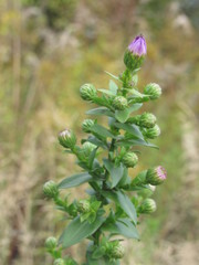 Symphyotrichum × versicolor