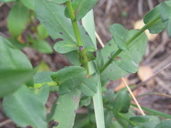 Symphyotrichum × versicolor