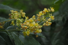 Microcos paniculata