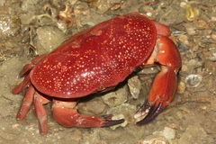 Atergatis integerrimus