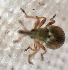 Malvapion malvae