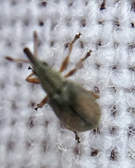 Malvapion malvae