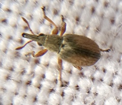 Malvapion malvae
