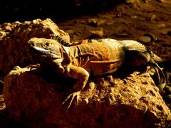 Ctenosaura macrolopha