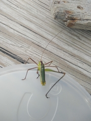 Acanthorintes tauriformis