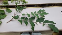 Toxicodendron trichocarpum