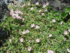 Geranium traversii