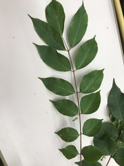 Toxicodendron trichocarpum