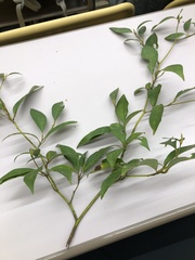 Lindera umbellata