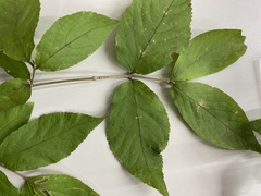 Callicarpa mollis