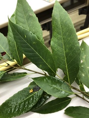 Quercus myrsinifolia