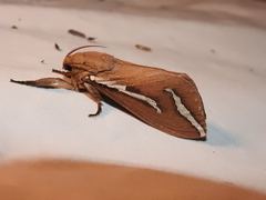 Abantiades latipennis