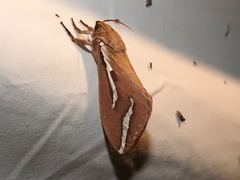 Abantiades latipennis