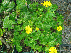 Ranunculus nivicola