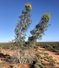 Codonocarpus cotinifolius