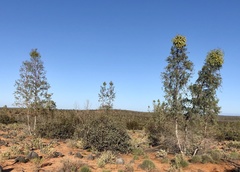 Codonocarpus cotinifolius