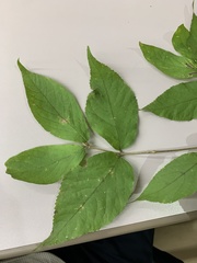Callicarpa mollis