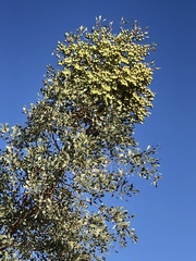 Codonocarpus cotinifolius