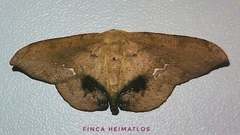 Patalene asychisaria
