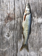 Ptychocheilus oregonensis