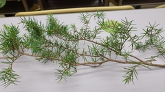 Juniperus rigida