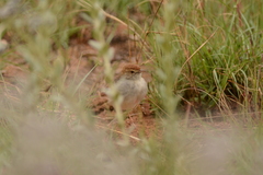 Cisticola fulvicapilla fulvicapilla