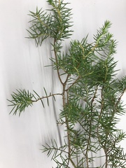 Juniperus rigida