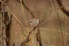 Cisticola fulvicapilla fulvicapilla