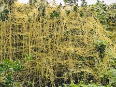 Cuscuta chinensis