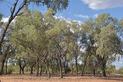 Acacia excelsa