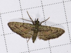 Eupithecia longidens