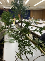 Chamaecyparis obtusa
