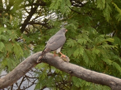 Accipiter ovampensis