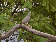 Accipiter ovampensis