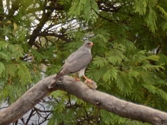 Accipiter ovampensis