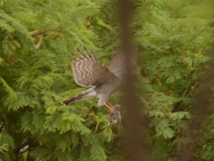 Accipiter ovampensis