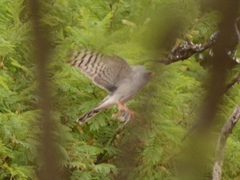 Accipiter ovampensis