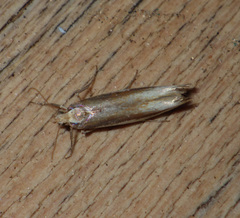 Ypsolopha parenthesella