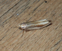 Ypsolopha parenthesella