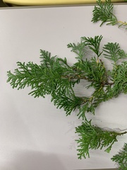 Chamaecyparis obtusa