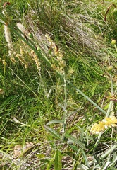 Pterocaulon virgatum