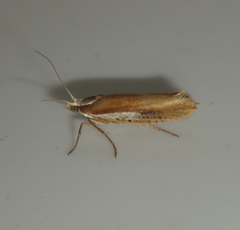 Ypsolopha parenthesella